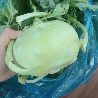 Kim chi củ su Hào giòn ngon 😋