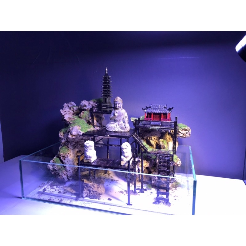 Hồ cá bán cạn mini 40cm - Phong cách Kelsey Mặt Trời Vàng