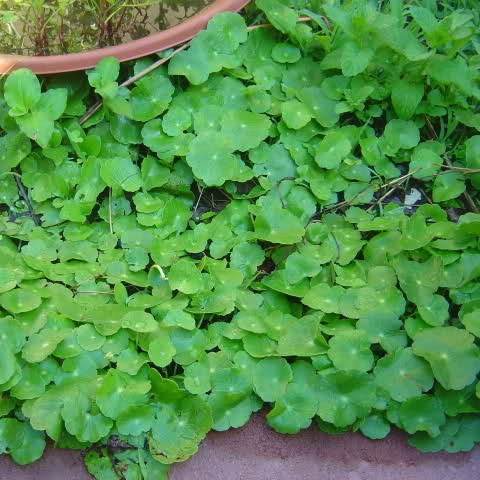 Hạt giống Rau Má ta lá nhỏ - Cây dược liệu chữa bệnh