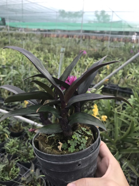 Hoa lan Hibiki
