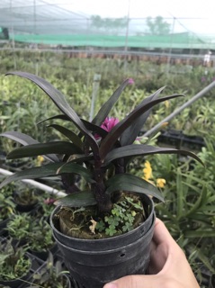 Hoa lan Hibiki
