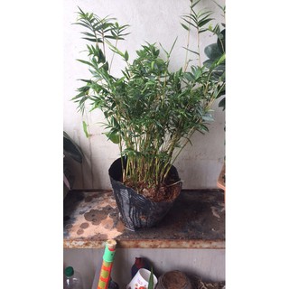 trúc tăm làm tiểu cảnh