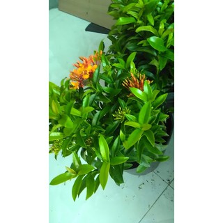 Cây bông trang Thái cam lá thẳng