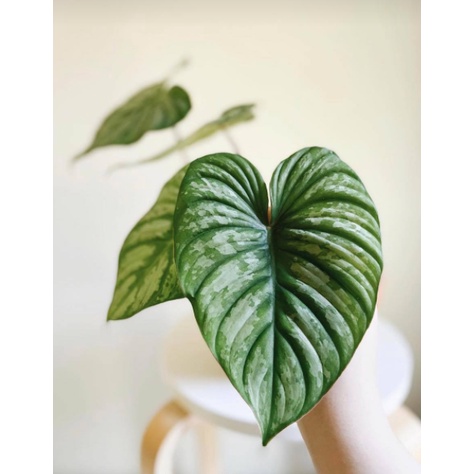 Cây Philodendron Mamei Silver Cloud - Philodendron Lá Bạc - Philodendron Mamei