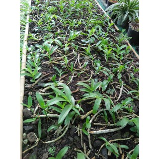 hoa lan trầm tím rừng lào