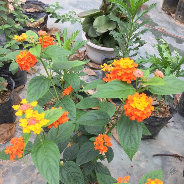 Hoa ngũ sắc