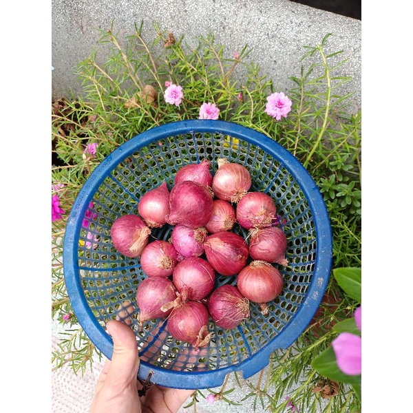 (1kg) CỦ HÀNH TÍM ẤN ĐỘ, TO CHẮC CỦ.