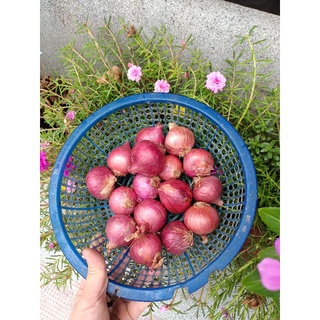 (1kg) CỦ HÀNH TÍM ẤN ĐỘ, TO CHẮC CỦ.