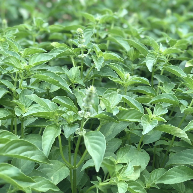 Hạt Giống Rau Thơm Sả (Rau É Trắng) Dễ Trồng, Thơm Ngon 2gr