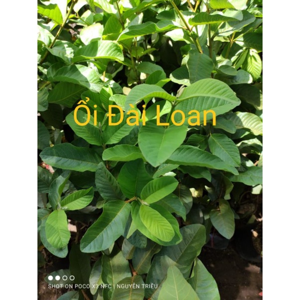 CÂY ỔI LÊ ĐÀI LOAN