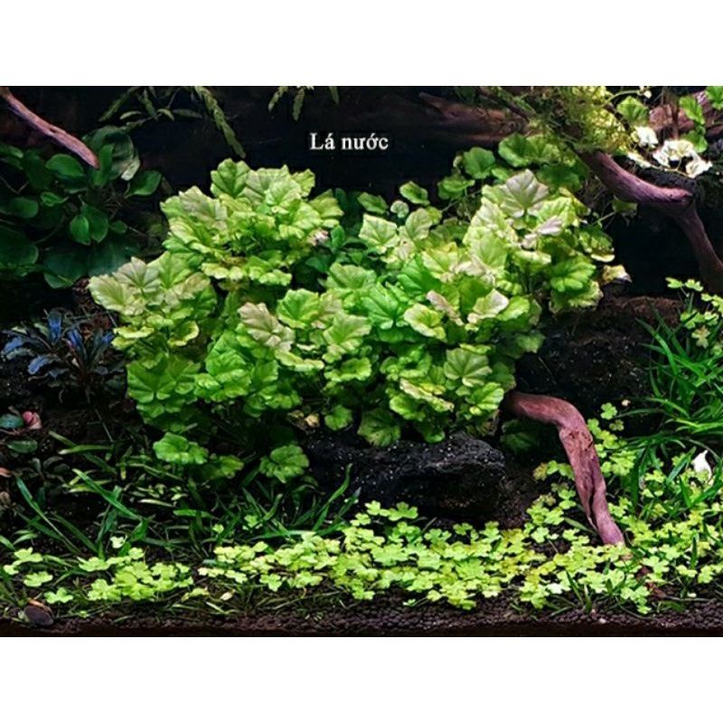 Cây rau má var thủy sinh | cây thủy sinh trung cảnh