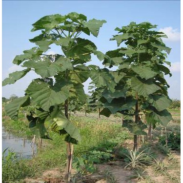 Cây giống Hông .