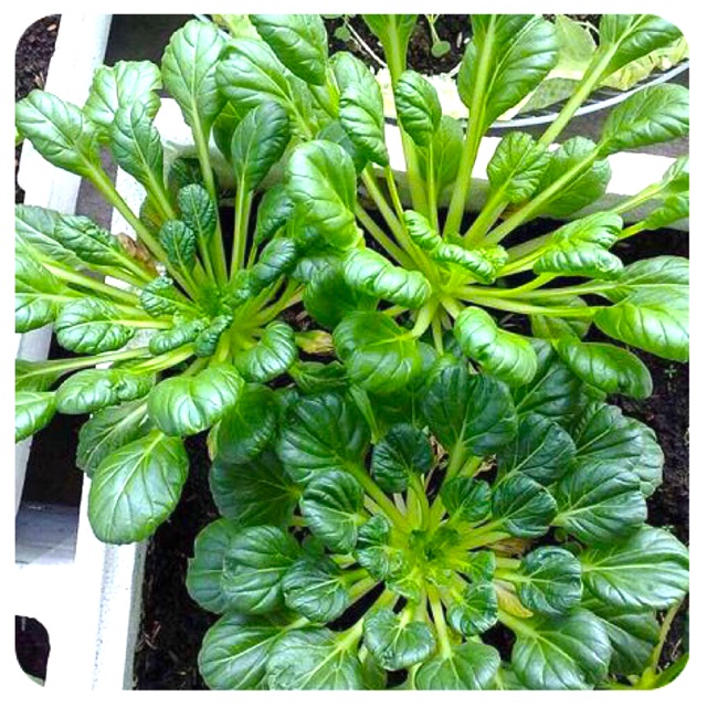 Hạt Giống Cải tatsoi, Cải thìa hoa hồng (có tên khoa học là Brassica narinosa) còn được gọi là cải hoa hồng