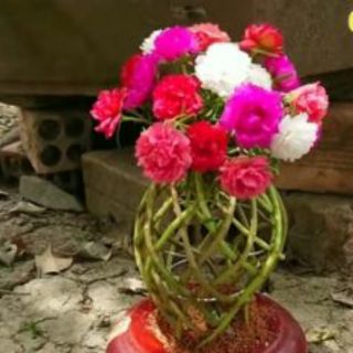 hoa mười h(0.3kgđủ 9 màu)