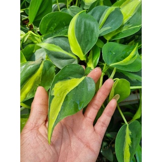 Cây Philodendron hederaceum