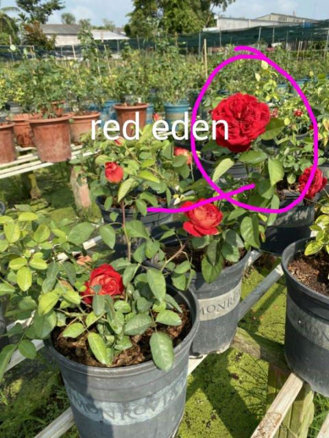 Hoa Hồng leo ngoại Red Eden