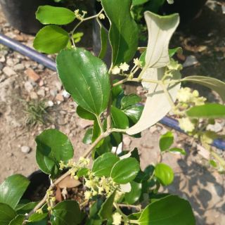 Cây táo nhật đang hoa
