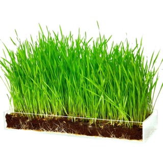 2kg hạt lúa mì (lúa mạch) vàng, hạt đẹp tỉ lệ nảy mầm cao.