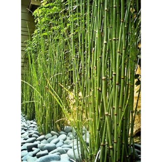 1 bụi cây giống trúc quân tử