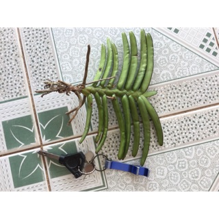 lan hoả hoàng cam cây to