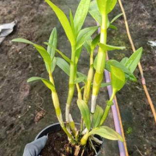 Nắng Alba cây sắp hoa