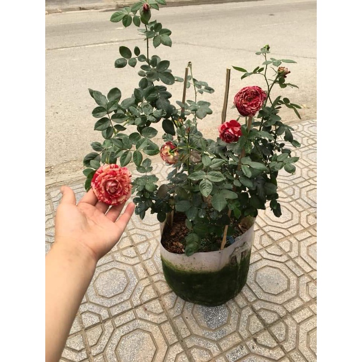 Hoa hồng ngoại Julio Ignesias rose- Loài hoa có màu sắc độc đáo vạn người mê- Vườn Hoa Melinhrose