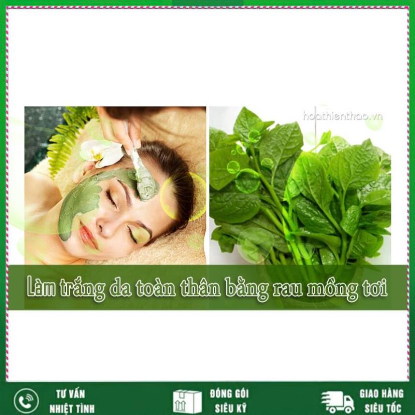 Hạt giống Mồng Tơi 20g. Rất dễ chăm sóc Nhất Việt