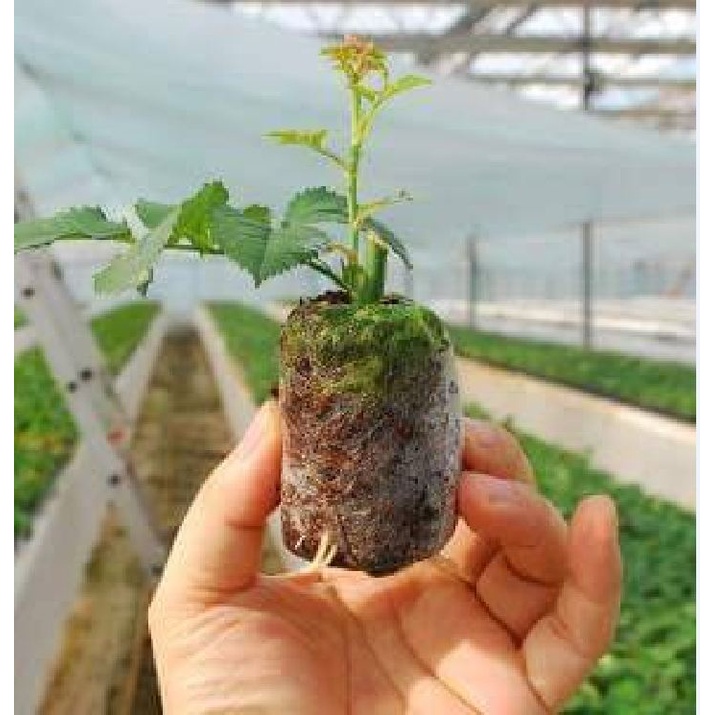 Bộ 20 viên nén sơ dừa ươm hạt giống - giâm cành KNS2