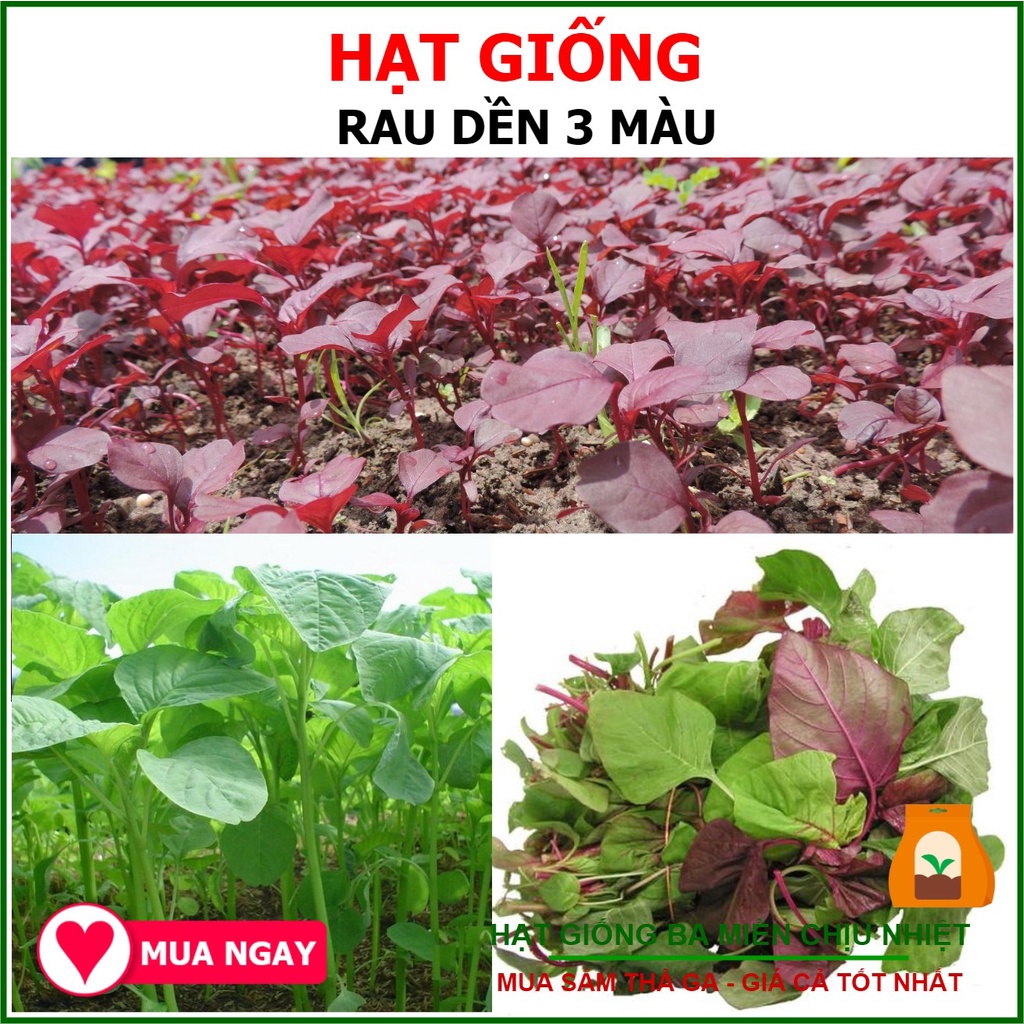 Hạt Giống Dền 3 Màu Phú Nông 50gram