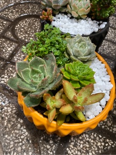 [FREE SHIP] SEN ĐÁ ĐỂ BÀN ĐẸP
