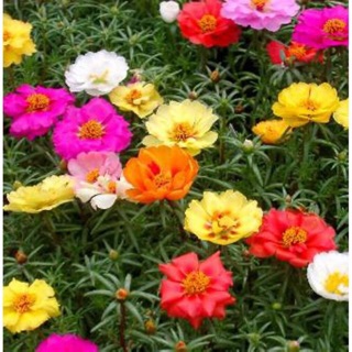Hạt giống hoa mười giờ Mix 💐