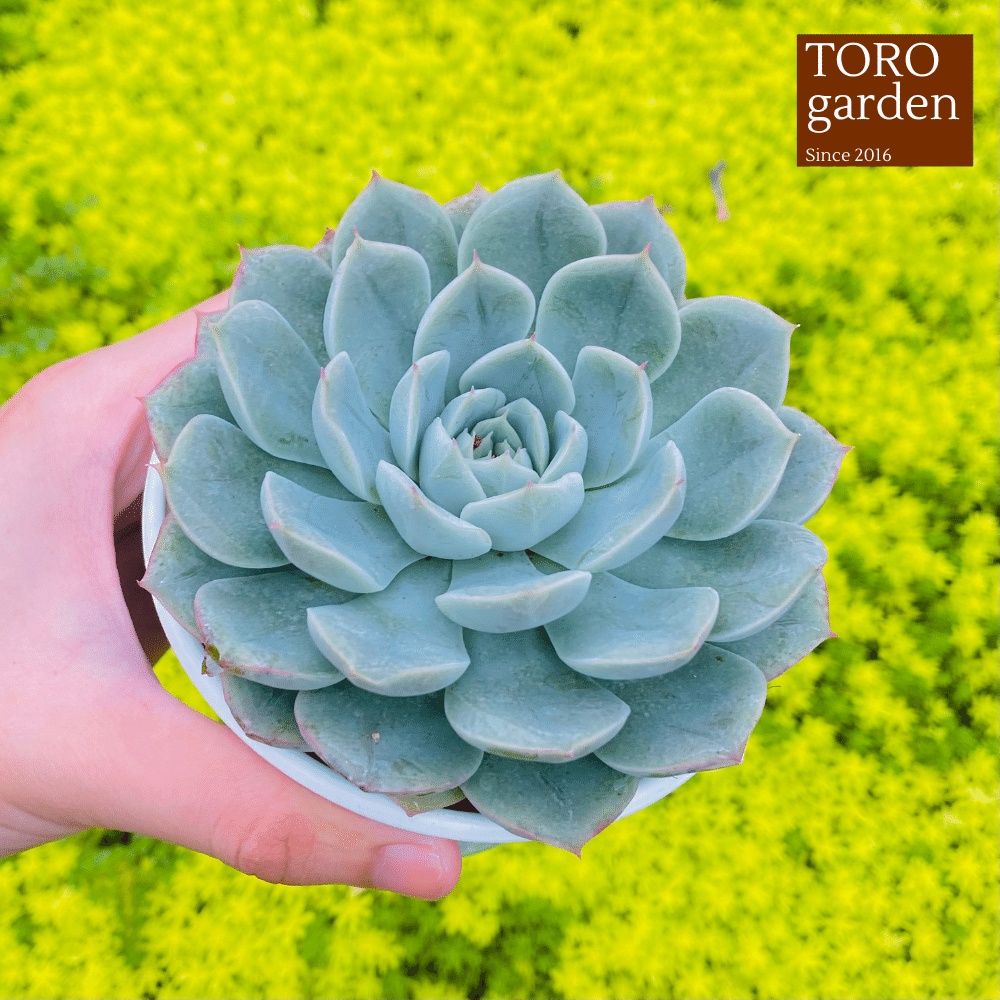 Sen đá liên đài trắng Đà Lạt size trung bình cây cảnh trang trí nhà cửa Toro garden