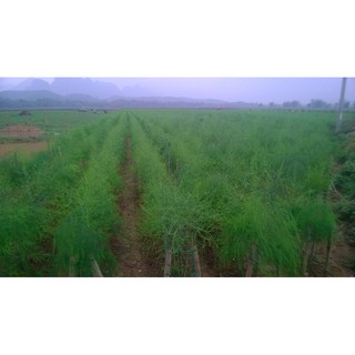 HẠT GIỐNG MĂNG TÂY XANH