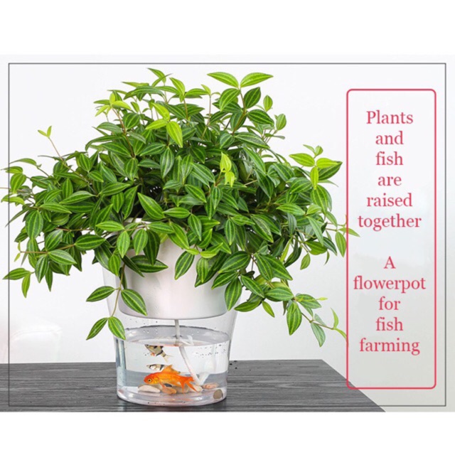 Chậu trồng cây 2 lớp tự tưới FL-W359