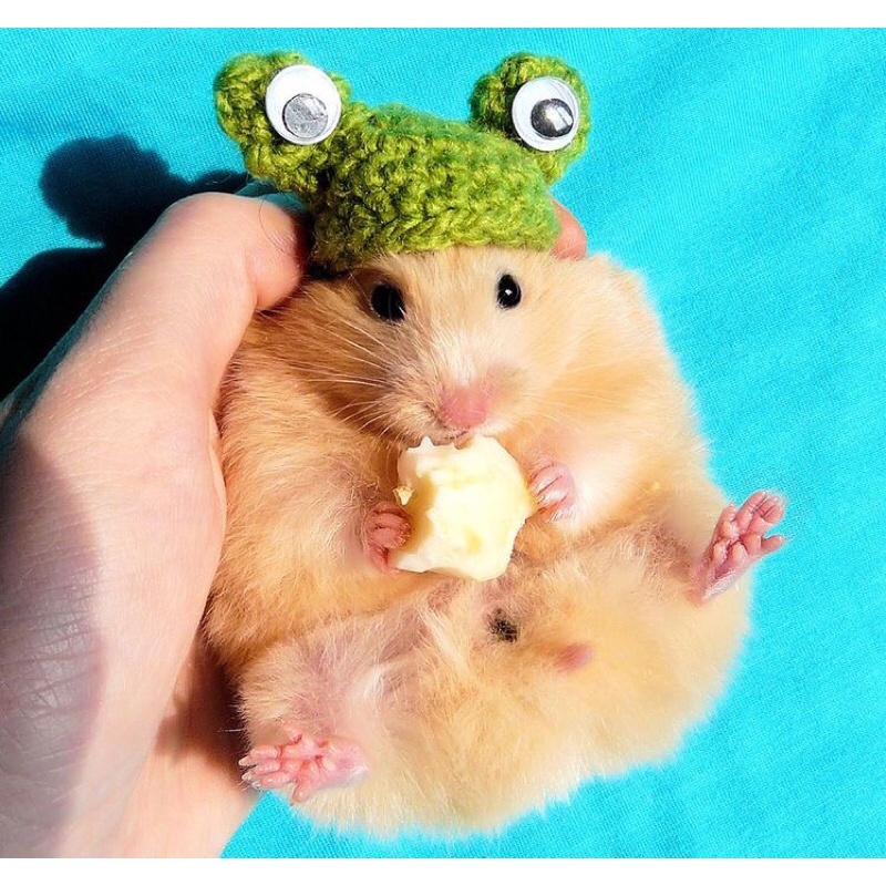 Mũ ếch cho thú cưng hamster
