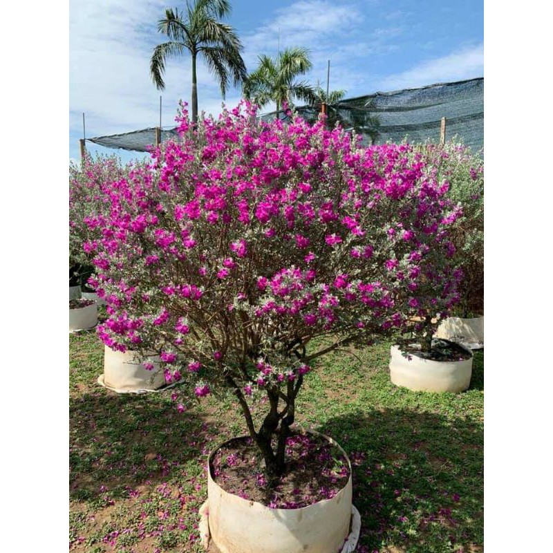 Chậu giống hoa tuyết sơn phi hồng