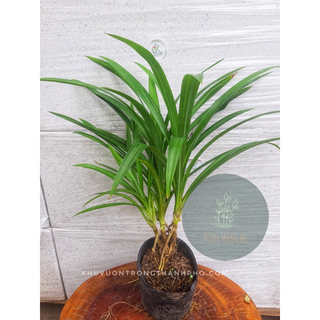 Cây dứa nếp thơm 25-30cm (chỉ giao hỏa tốc HCM)