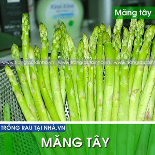 Hạt giống măng tây xanh gói 1g