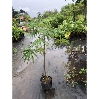 Cây đỗ trọng cao 40-50cm
