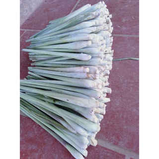 Cây Sả Giống ( mua 5 tặng 1)