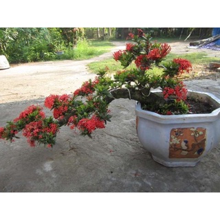 Cây giống bông trang (hoa mẫu đơn) sen đỏ