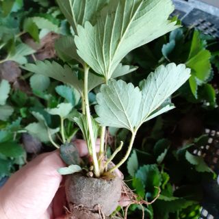 Ngó dâu nhật chịu nhiệt nhật akihime