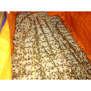 Khay trứng dế giống