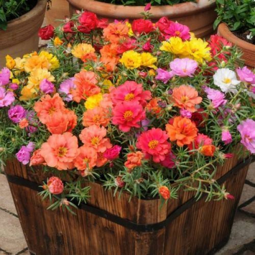 Chậu cây giống hoa Mười Giờ (10h) Thái kép mix đủ 10 màu trồng ổn định - Trang Flower