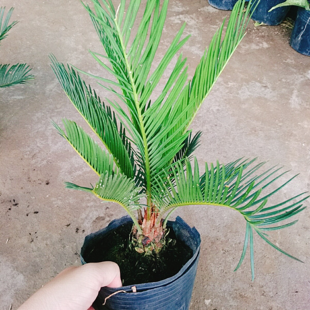 Cây thiên tuế  - cây cảnh để bàn