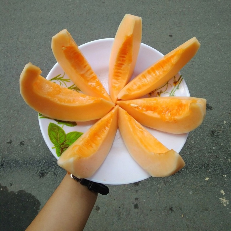 Hạt giống dưa vàng kim cô nương cao sản F1