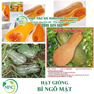 Sale off Hạt giống quả bí ngô mật cực đẹp.