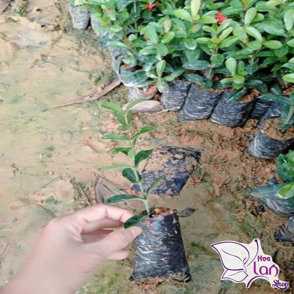 Mẫu Đơn Ta 🌲FREESHIP🌲 Đủ Màu