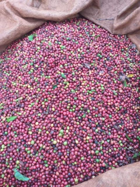 Cà Phê Robusta và Arabica Rang Mộc Daklak Pha Phin (LINH TRANG)