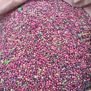 Cà Phê Robusta và Arabica Rang Mộc Daklak Pha Phin (LINH TRANG)